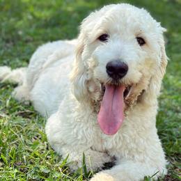 Vanilla - Goldendoodle