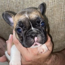 French Bulldogs from Central Frenchies