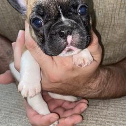 French Bulldogs from Central Frenchies