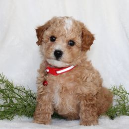 Assorted Doodle Crosses, Shihpoos, and Shih Tzus from Curls & Paws Canines