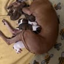 Whippet puppies from Painted Stars Farm