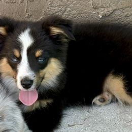 Fall - Black tri male Miniature Australian Shepherd puppy in Port Saint Lucie, Florida from Charlene Brannon's Mini Australian Shepherds