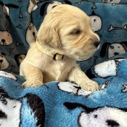 Goldendoodle Puppies from Bridger Peak Doodles