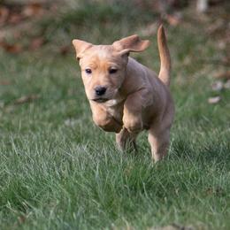 Labrador Retriever Puppies from Sun Ridge Labradors