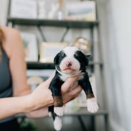 Boy 1 - Tri-color male Bernedoodle puppy in Murray, Utah from Sun Valley Doodles