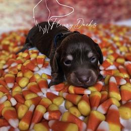Boogie - Chocolate and cream female Dachshund puppy in Martin City, Montana from FleuryDachs