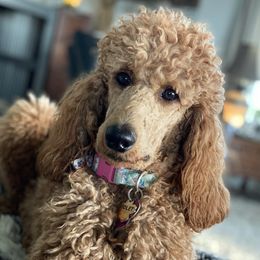 Goldendoodles and Poodles from Hamrick Standards