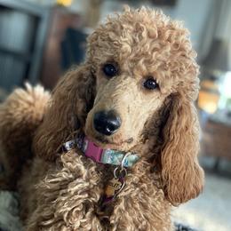 Goldendoodles and Poodles from Hamrick Standards