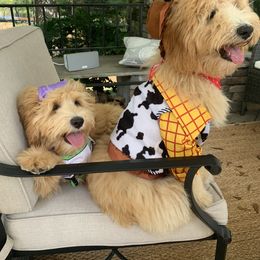 Goldendoodle Puppies from Seventh Heaven Goldendoodles