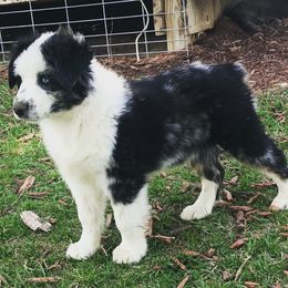 Australian Shepherds, Miniature Australian Shepherds, and Toy Australian Shepherds from Crazy Acres Aussies