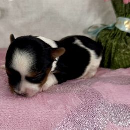 Dark Blue Boy 3000 - Black tan and white male Biewer Terrier puppy in Ambrose, Georgia from Southern Star Biewer Terriers