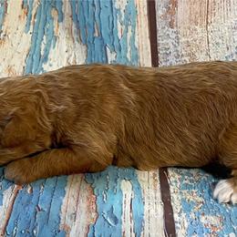 Darcy - Red female Aussiedoodle puppy in Lebanon, Missouri from Cobbs Creek Canines