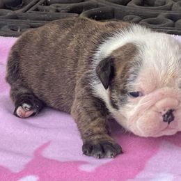 Girl 1 - Red brindle and white female Bulldog puppy in Wichita, Kansas from Waltman's Bulldog's