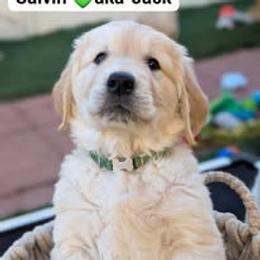 Golden Retriever Puppies from Mountain Sky Goldens   https://youtu.be/30SVQesEtig?si=CMjASv_Tza1VKSNt