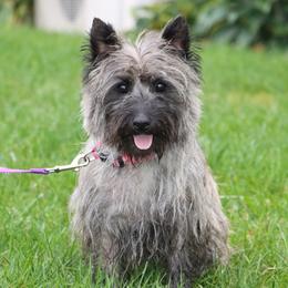 Goldie - Cairn Terrier