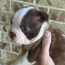 Boston Terriers from Autumn's Bostons