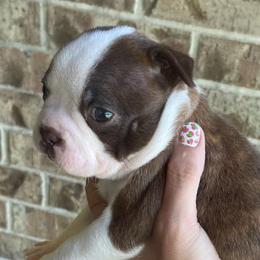 Boston Terriers from Autumn's Bostons