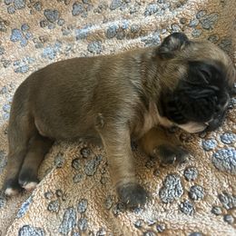 Boxer Puppies from Pawsitively Amazing Boxers LLC