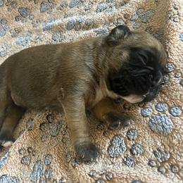 Boxer Puppies from Pawsitively Amazing Boxers LLC