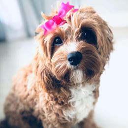 Poppy - Cavapoo