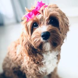 Poppy - Cavapoo