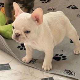 Igor - Cream male French Bulldog puppy in Boyne City, Michigan from Gichigami French Bulldogs