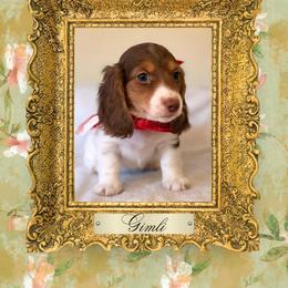 Gimli - Chocolate and cream male Dachshund puppy in Saint Paul, Minnesota from Vibrant Eyes Doxies