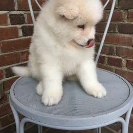Samoyed Puppies from Chatanika Samoyeds