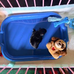 Rex - Black male Miniature Schnauzer puppy in Comanche, Texas from Circle R