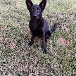 Sako - German Shepherd