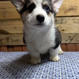 Pembroke Welsh Corgi puppies from Buckeye Corgi