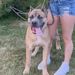 Cane Corso from Westland Kennels