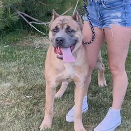 Cane Corso from Westland Kennels
