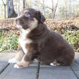 Winston - Red tri-color male Australian Shepherd puppy in Macon, Georgia from Shaina’s Shepherds