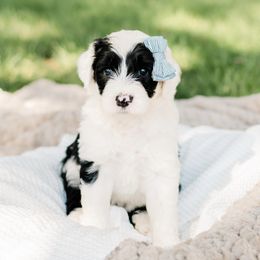 Bernedoodle, Goldendoodle, Poodle, and Sheepadoodle Puppies from Northwest Pups