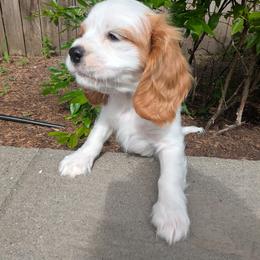 Cavalier King Charles Spaniel Puppies from Cavalier Court Pups