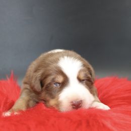 Charlotte - Red tri female Miniature Australian Shepherd puppy in Foxworth, Mississippi from Ten Mile Aussies
