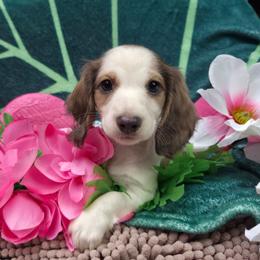 Earl Grey - Blue and cream male Dachshund puppy in Pocasset, Massachusetts from Dachs of the Bay