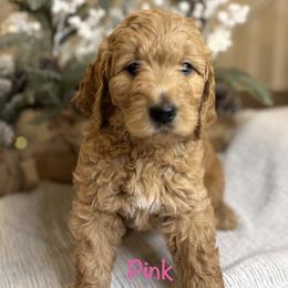Pink - Red  female Goldendoodle puppy in Newnan, Georgia from Old Line Doodles
