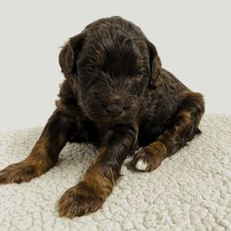 Aussiedoodle and Australian Shepherd Puppies from Homestead Aussies & Doodles