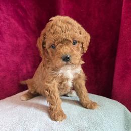 Valentine - Red female Cavapoo puppy in Blackfoot, Idaho from Draper Mountain Doodles