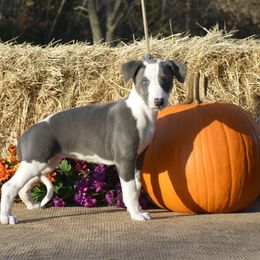 Whippet Puppies from Mardel Robeson