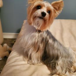 Yorkshire Terrier puppies from Jaydas pawsome paws