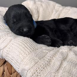 Boy 6 - Bright Blue Collar - Black male Giant Schnauzer puppy in St George, Utah from Schnauzer Ranch
