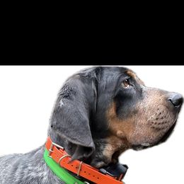 Grizz - Bluetick Coonhound