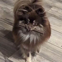 Hazel - Pomeranian