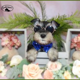 AKC 25012 - Black and silver male Miniature Schnauzer puppy in Mount Airy, Georgia from Miniature Schnauzers GA, LLC