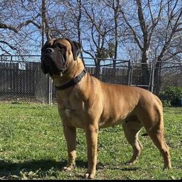 Annie - Bullmastiff