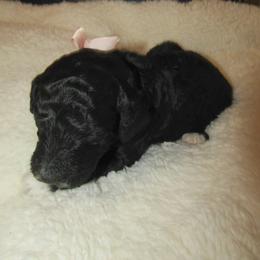 Goldendoodle and Poodle Puppies from David & Patricia Elliott