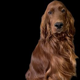 Golden Retriever, Irish Setter, and Poodle Puppies from Plumcreek Acres
